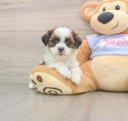 6 week old Teddy Bear Puppy For Sale - Windy City Pups
