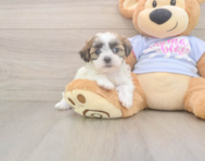 8 week old Teddy Bear Puppy For Sale - Windy City Pups