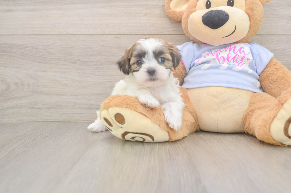 7 week old Teddy Bear Puppy For Sale - Windy City Pups