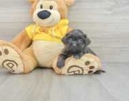 6 week old Teddy Bear Puppy For Sale - Windy City Pups