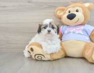 9 week old Teddy Bear Puppy For Sale - Windy City Pups