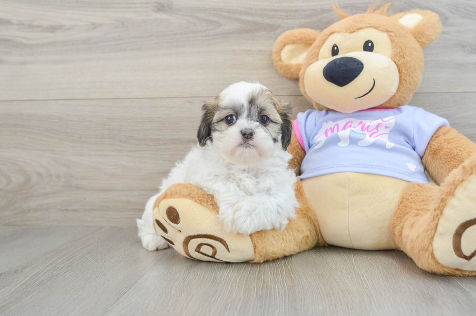 7 week old Teddy Bear Puppy For Sale - Windy City Pups