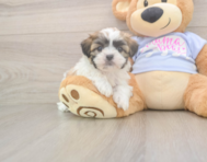 8 week old Teddy Bear Puppy For Sale - Windy City Pups