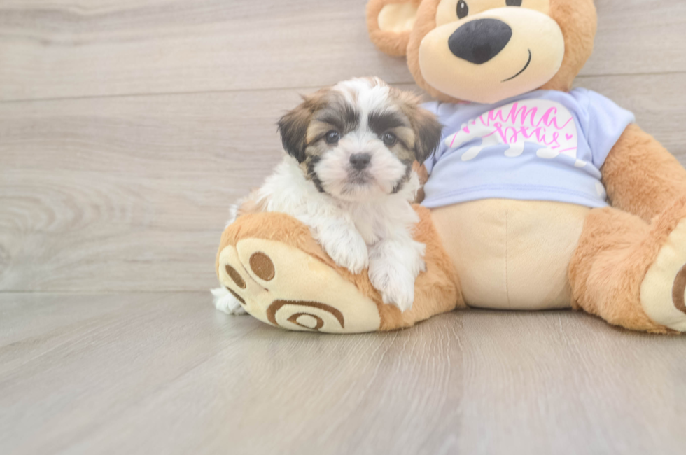 7 week old Teddy Bear Puppy For Sale - Windy City Pups