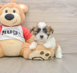 6 week old Teddy Bear Puppy For Sale - Windy City Pups