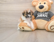 8 week old Teddy Bear Puppy For Sale - Windy City Pups