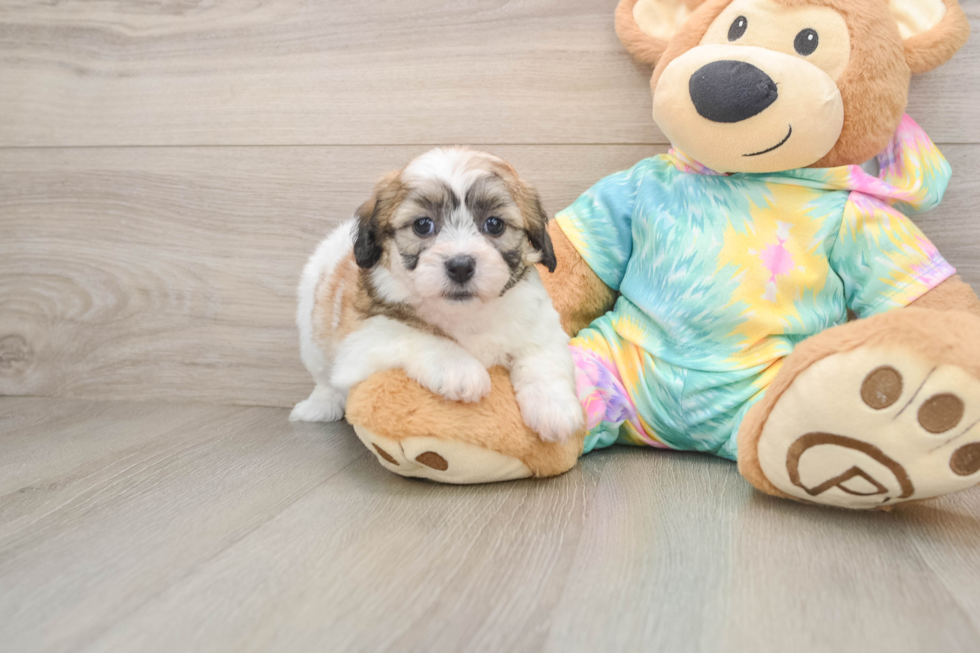 Happy Teddy Bear Baby