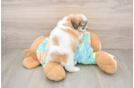 Little Shi Chon Designer Puppy