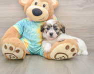 7 week old Teddy Bear Puppy For Sale - Windy City Pups