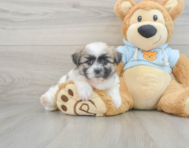 8 week old Teddy Bear Puppy For Sale - Windy City Pups