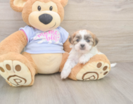 8 week old Teddy Bear Puppy For Sale - Windy City Pups