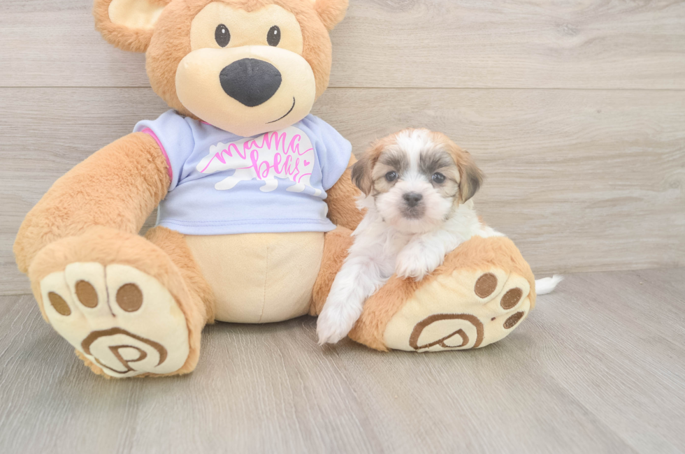 7 week old Teddy Bear Puppy For Sale - Windy City Pups