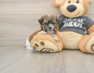8 week old Teddy Bear Puppy For Sale - Windy City Pups
