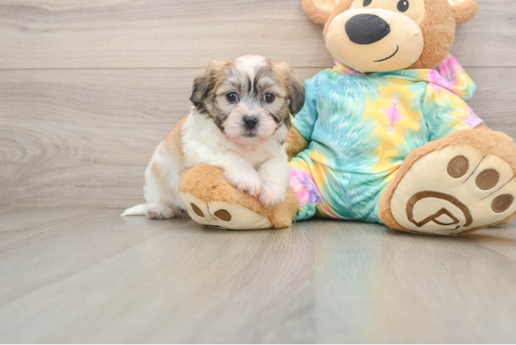 Hypoallergenic Shichon Designer Puppy