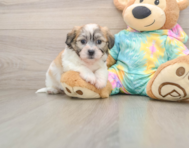 8 week old Teddy Bear Puppy For Sale - Windy City Pups