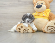 6 week old Teddy Bear Puppy For Sale - Windy City Pups