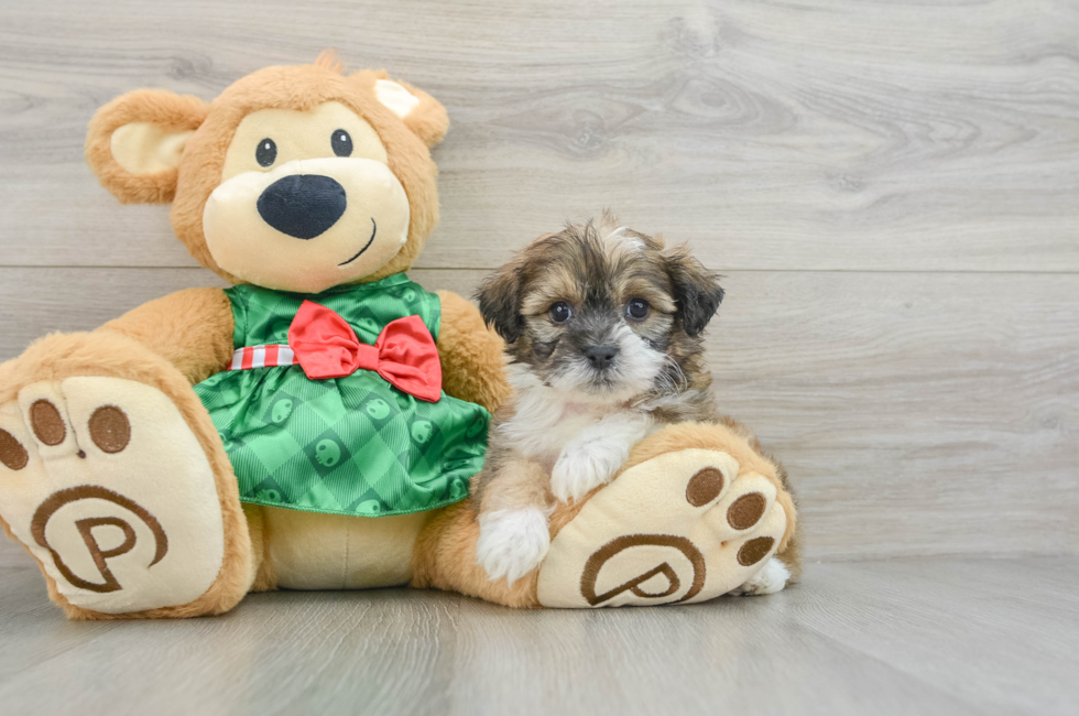 6 week old Teddy Bear Puppy For Sale - Windy City Pups