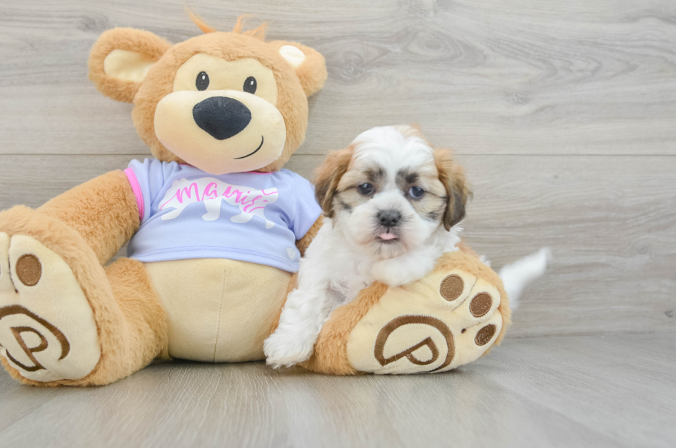 7 week old Teddy Bear Puppy For Sale - Windy City Pups