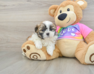 6 week old Teddy Bear Puppy For Sale - Windy City Pups