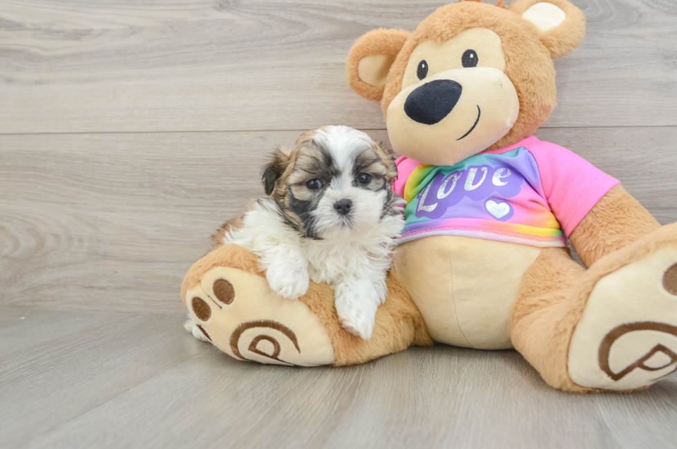 6 week old Teddy Bear Puppy For Sale - Windy City Pups