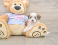 7 week old Teddy Bear Puppy For Sale - Windy City Pups