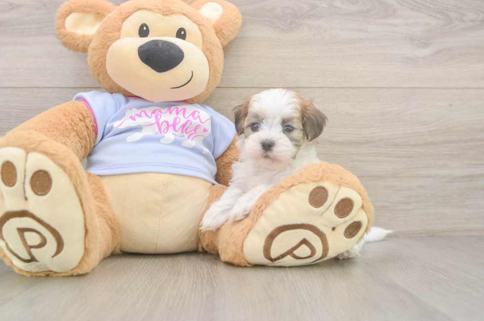 7 week old Teddy Bear Puppy For Sale - Windy City Pups