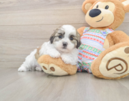 5 week old Teddy Bear Puppy For Sale - Windy City Pups