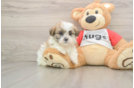 Teddy Bear Puppy for Adoption