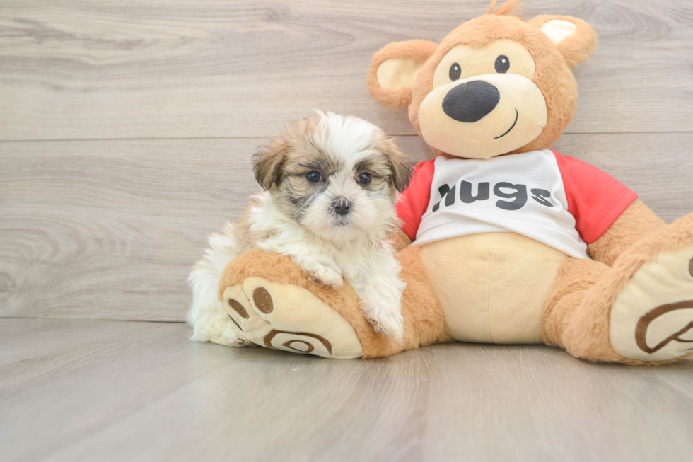 Teddy Bear Puppy for Adoption