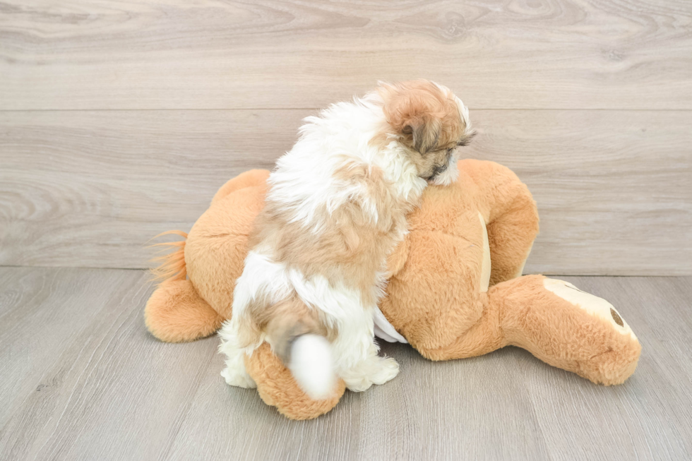 Teddy Bear Pup Being Cute