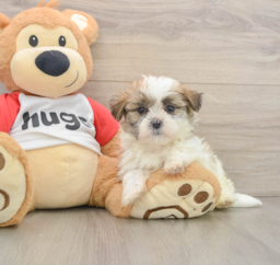 6 week old Teddy Bear Puppy For Sale - Windy City Pups