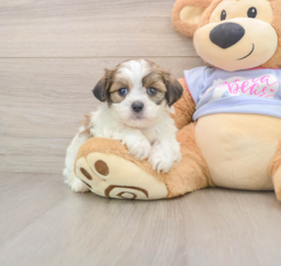 6 week old Teddy Bear Puppy For Sale - Windy City Pups