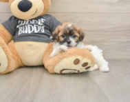 7 week old Teddy Bear Puppy For Sale - Windy City Pups