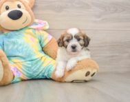 7 week old Teddy Bear Puppy For Sale - Windy City Pups