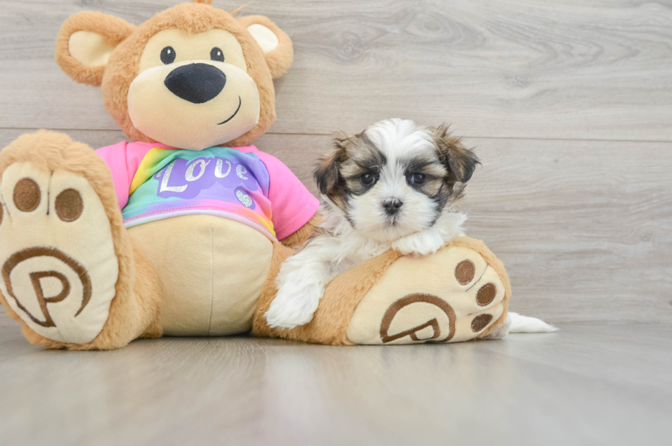 6 week old Teddy Bear Puppy For Sale - Windy City Pups