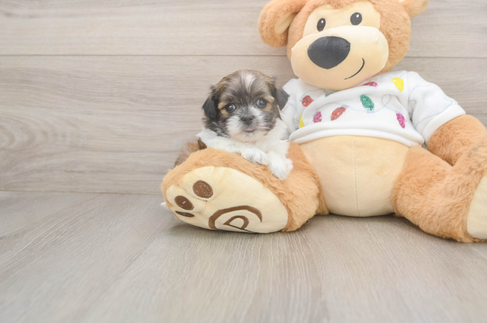 5 week old Teddy Bear Puppy For Sale - Windy City Pups