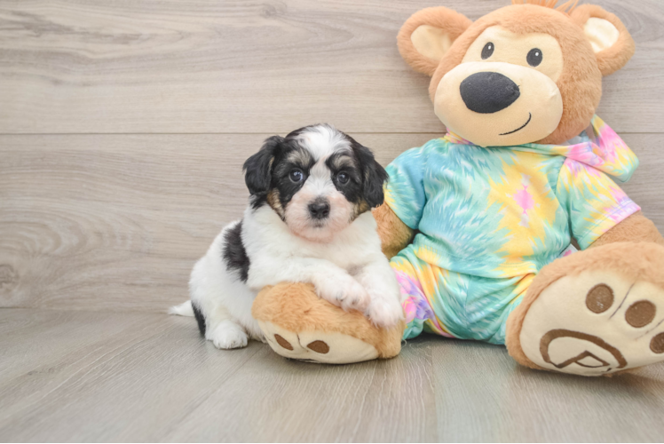 Small Teddy Bear Baby
