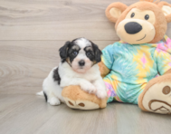 7 week old Teddy Bear Puppy For Sale - Windy City Pups