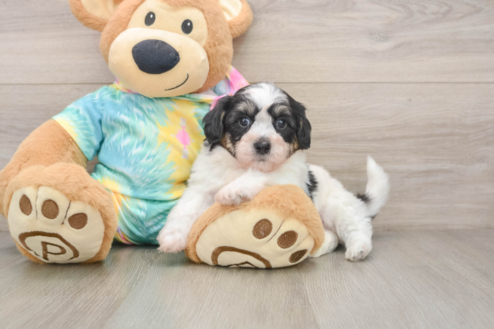 Teddy Bear Puppy for Adoption