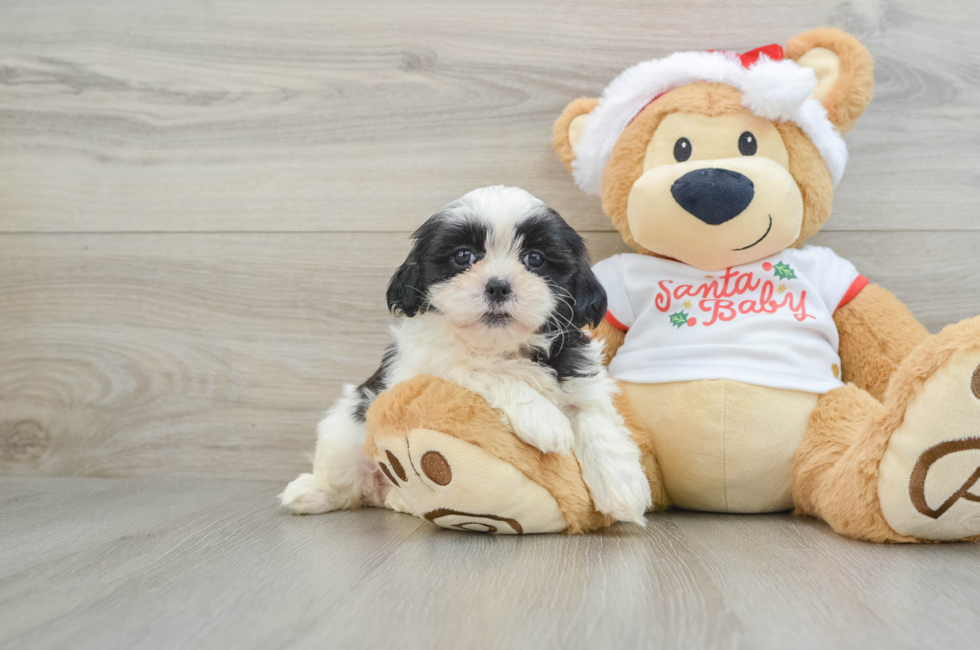 6 week old Teddy Bear Puppy For Sale - Windy City Pups