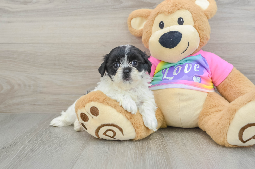 7 week old Teddy Bear Puppy For Sale - Windy City Pups