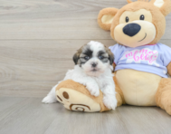 7 week old Teddy Bear Puppy For Sale - Windy City Pups