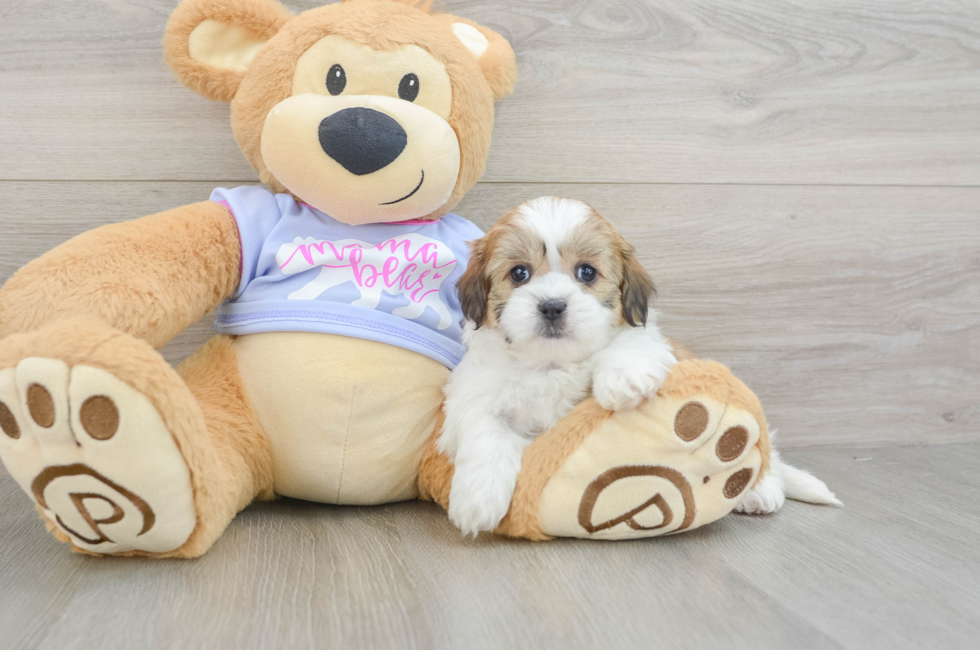 5 week old Teddy Bear Puppy For Sale - Windy City Pups