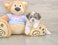 6 week old Teddy Bear Puppy For Sale - Windy City Pups