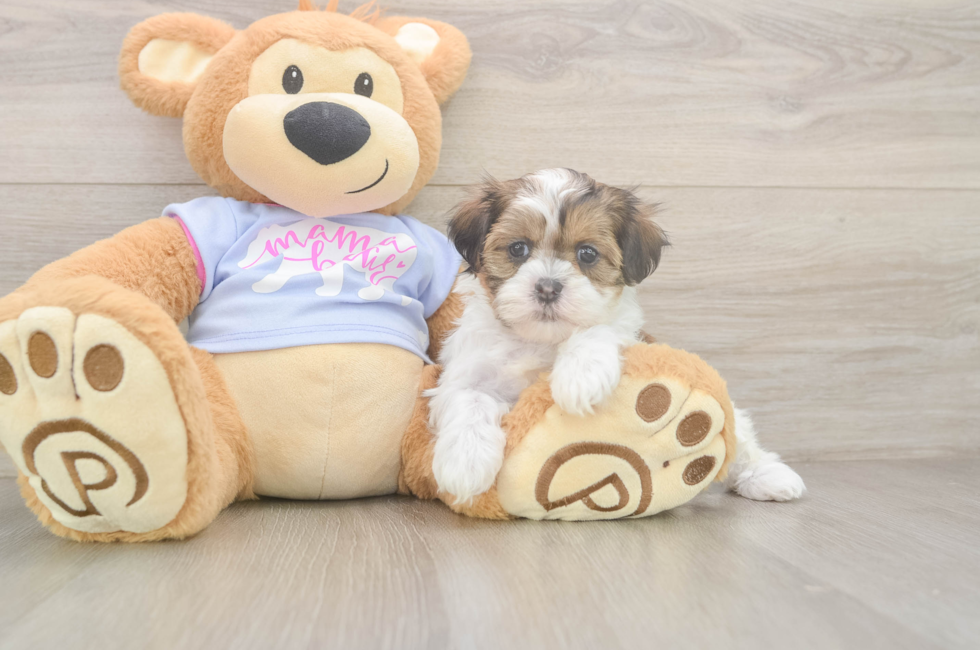 6 week old Teddy Bear Puppy For Sale - Windy City Pups