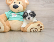7 week old Teddy Bear Puppy For Sale - Windy City Pups