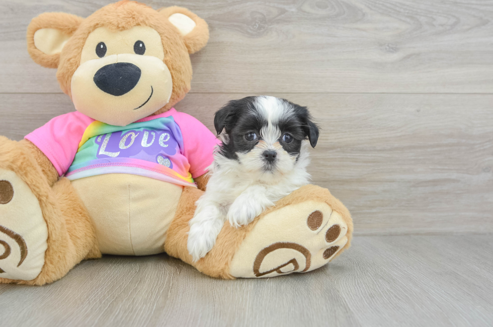 7 week old Teddy Bear Puppy For Sale - Windy City Pups