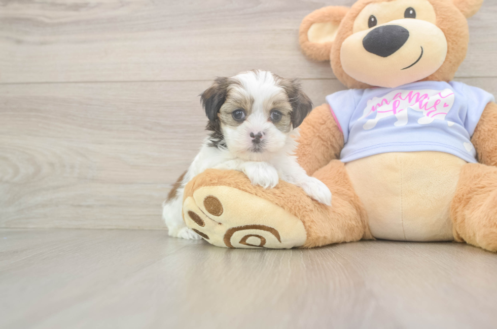 6 week old Teddy Bear Puppy For Sale - Windy City Pups