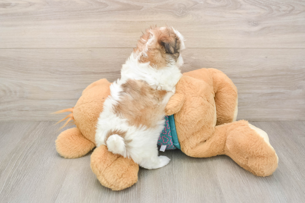 Little Shit Designer Puppy