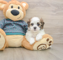 7 week old Teddy Bear Puppy For Sale - Windy City Pups